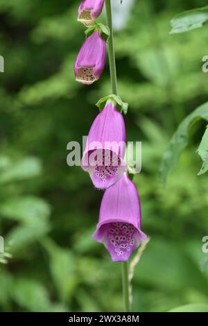 Jardin avec plante foxglove à floraison violette en fleur en été. Banque D'Images