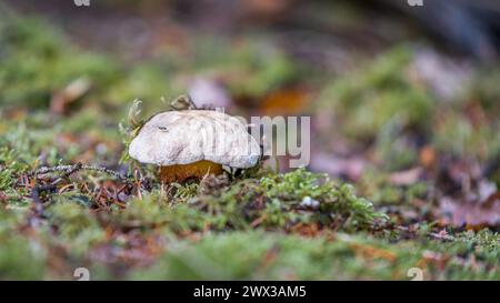 Gros plan d'un champignon bolete amer dans la forêt sur un sol mousselé avec chapeau et style, Allemagne Banque D'Images