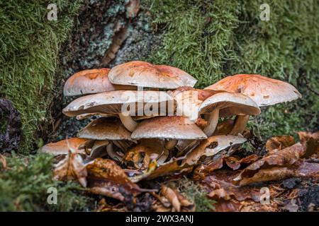 Gros plan d'un champignon à tête de soufre rouge brique sur un sol mousselé dans la forêt devant une souche d'arbre couverte de mousse, Allemagne Banque D'Images