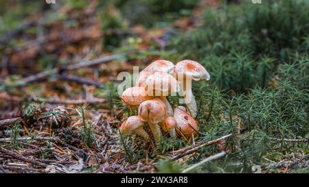Gros plan d'un champignon à tête de soufre rouge brique sur un sol mousselé dans la forêt devant une souche d'arbre couverte de mousse, Allemagne Banque D'Images