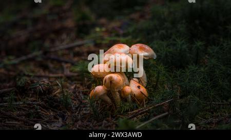Gros plan d'un champignon à tête de soufre rouge brique sur un sol mousselé dans la forêt devant une souche d'arbre couverte de mousse, Allemagne Banque D'Images