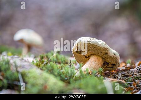 Gros plan d'un champignon bolete amer dans la forêt sur un sol mousselé avec chapeau et style, Allemagne Banque D'Images