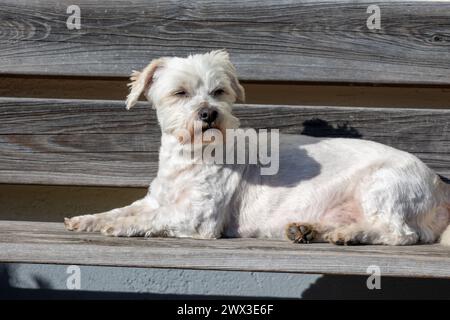 Chien portable maltais est allongé sur le banc et prend des bains de soleil Banque D'Images