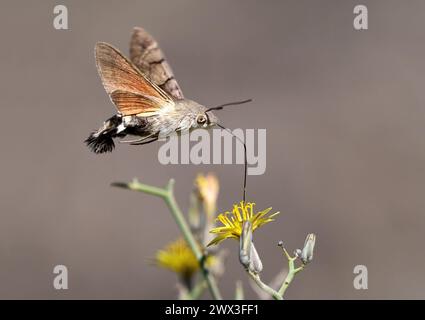 Le faucon-colibri (Macroglossum stellatarum) en vol suce le nectar d'une fleur de Launaea arborescens Banque D'Images