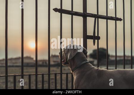 Un chien est debout devant une clôture avec un soleil en arrière-plan. Le chien regarde la caméra Banque D'Images