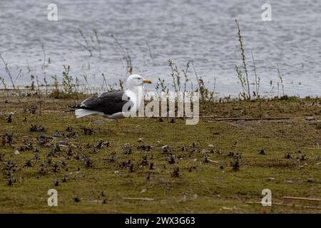 Un mouette Larus fuscus à dos noir de profil sur une prairie marécageuse adjacente à un lagon à RSPB Conwy, au nord du pays de Galles Banque D'Images