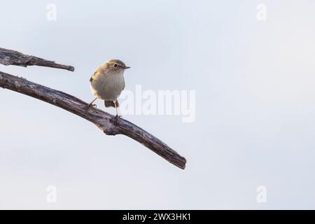 Le chiffchaff commun (Phylloscopus collybita), petit oiseau trouvé dans une variété d'habitats boisés et broussailleux. Banque D'Images