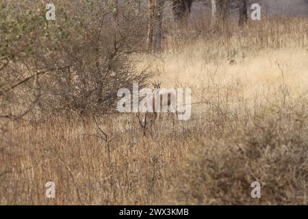 Chinkara ou gazelle indienne dans le parc national de ranthambore, Inde Banque D'Images