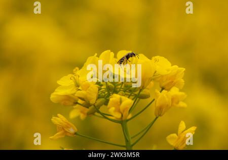 Pulwama, Jammu-et-Cachemire, Inde. 27 mars 2024. Une abeille récolte le nectar d'une fleur de colza dans un champ à l'arrivée de la saison printanière à Pulwama. Avec l'avènement du printemps au Cachemire, les colza et les amandiers sont parmi les premiers à fleurir dans les premiers mois. Les fleurs blanches, jaunes et roses, dégageant un parfum unique, attirent les amoureux de la nature et les visiteurs du monde entier. (Crédit image : © Adil Abass/ZUMA Press Wire) USAGE ÉDITORIAL SEULEMENT! Non destiné à UN USAGE commercial ! Banque D'Images