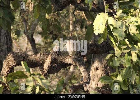 Shikra accipiter badius sur un arbre dans le parc national de Ranthambore Banque D'Images