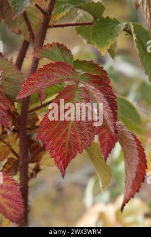 Feuilles de framboise rouge sauvage (Rubus idaeus strigosus) dans le parc national de Yellowstone, Wyoming Banque D'Images