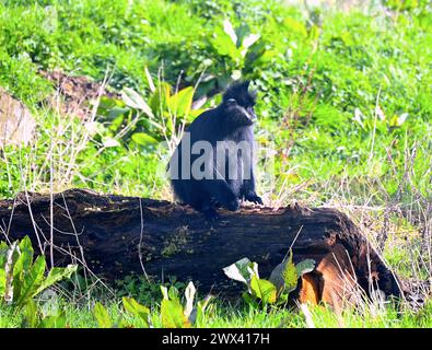 Monkey Forest ouvre le 29 mars 2024 .Monkey Forest sera la maison des macaques à crête Sulawesi , Francois langurs , Babirusa et les basses terres anoa.Sulawesi macaques à crête et François Ian gurs seront vus par les visiteurs de Whipsnade pour la première fois. le nouvel habitat de macaques est le plus grand au Royaume-Uni à 11 500 m équivalent à 44 courts de tennis ..Monkey Forest comprendra plus de 100 arbres .les enfants peuvent explorer le sentier de jeu naturel le long du sentier Monkey Forest ... Banque D'Images