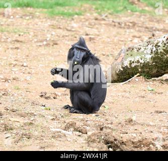 Monkey Forest ouvre le 29 mars 2024 .Monkey Forest sera la maison des macaques à crête Sulawesi , Francois langurs , Babirusa et les basses terres anoa.Sulawesi macaques à crête et François Ian gurs seront vus par les visiteurs de Whipsnade pour la première fois. le nouvel habitat de macaques est le plus grand au Royaume-Uni à 11 500 m équivalent à 44 courts de tennis ..Monkey Forest comprendra plus de 100 arbres .les enfants peuvent explorer le sentier de jeu naturel le long du sentier Monkey Forest ... Banque D'Images