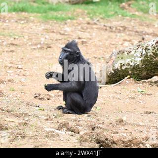 Monkey Forest ouvre le 29 mars 2024 .Monkey Forest sera la maison des macaques à crête Sulawesi , Francois langurs , Babirusa et les basses terres anoa.Sulawesi macaques à crête et François Ian gurs seront vus par les visiteurs de Whipsnade pour la première fois. le nouvel habitat de macaques est le plus grand au Royaume-Uni à 11 500 m équivalent à 44 courts de tennis ..Monkey Forest comprendra plus de 100 arbres .les enfants peuvent explorer le sentier de jeu naturel le long du sentier Monkey Forest ... Banque D'Images