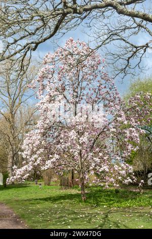 Magnolia 'Athene' arbre couvert de fleurs roses blanches en mars ou au printemps aux jardins Sir Harold Hillier dans le Hampshire, Angleterre, Royaume-Uni Banque D'Images