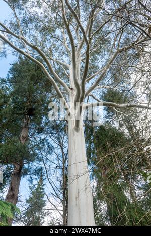 Eucalyptus dalrympleana ou gommier de montagne avec écorce blanche et grise Banque D'Images