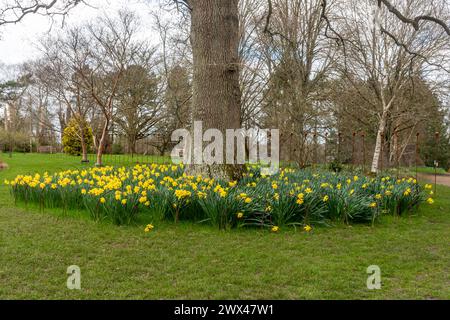 Jonquilles plantées en cercle autour d'un arbre, fleurs de printemps dans un jardin, Royaume-Uni Banque D'Images