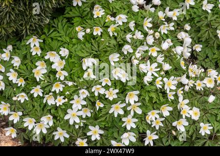 Anémones de bois (Anemonoides nemorosa), un amas de fleurs de printemps dans un jardin en mars, Angleterre, Royaume-Uni Banque D'Images