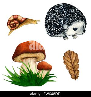 Ensemble d'illustrations de forêt d'aquarelle dessinées à la main. Ensemble de forêt avec champignons, feuille de chêne, escargot, hérisson, herbe verte isolé. Design d'automne pour Banque D'Images