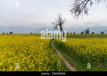 Pulwama, Jammu-et-Cachemire, Inde. 27 mars 2024. Une vue des champs de moutarde en fleurs un jour de printemps nuageux à Pulwama. La saison de printemps en langue cachemiri est appelée ''sonth''. Il s'étend sur une période de deux mois, commençant à la mi-mars et se terminant à la mi-mai. Cette saison rajeunit et donne vie à la verdure, aux arbres et aux fleurs après les mois d'hiver les plus froids. Au printemps, les plantes recommencent à pousser, avec de nouvelles plantules qui poussent hors du sol. (Crédit image : © Idrees Abbas/SOPA images via ZUMA Press Wire) USAGE ÉDITORIAL SEULEMENT! Non destiné à UN USAGE commercial ! Banque D'Images