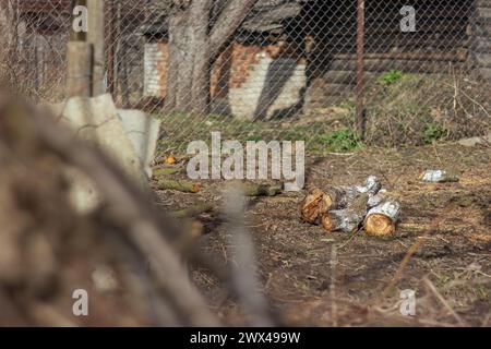 Les branches sciées et abattues et les troncs d'arbres des vieux arbres étaient empilés en gros tas. Coupe sanitaire de vieux arbres. Banque D'Images