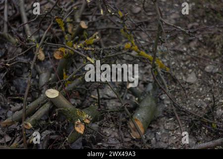 Les branches sciées et abattues et les troncs d'arbres des vieux arbres étaient empilés en gros tas. Coupe sanitaire de vieux arbres. Banque D'Images