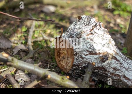 Les branches sciées et abattues et les troncs d'arbres des vieux arbres étaient empilés en gros tas. Coupe sanitaire de vieux arbres. Banque D'Images