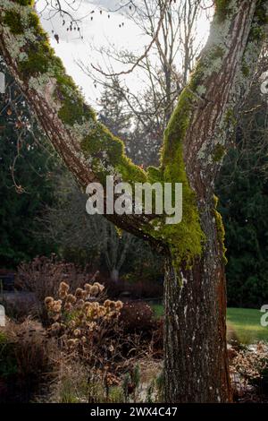 Arbre de jardin botanique Bellevue Banque D'Images