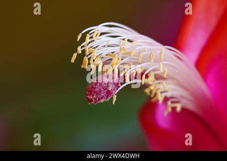Gros plan d'une fleur de cactus de Noël - Schlumbergera- en fleur montrant les détails de l'étamine et du pistil Banque D'Images
