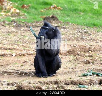 Un macaque à crête Sulawesi au zoo de Whipsnade ZSL dans le Monkey Foest ouvrant au public le 29 mars .les macaques sont l'un des plus intelligents, sociaux et promiscuous groupe de singes .les macaques à crête Sulawesi sont connus pour leurs sourires effrontés et leurs mohawks impressionnants . Banque D'Images