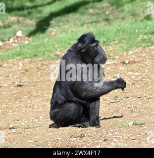 Un macaque à crête Sulawesi au zoo de Whipsnade ZSL dans le Monkey Foest ouvrant au public le 29 mars .les macaques sont l'un des plus intelligents, sociaux et promiscuous groupe de singes .les macaques à crête Sulawesi sont connus pour leurs sourires effrontés et leurs mohawks impressionnants . Banque D'Images