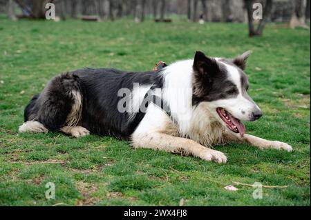 Chien de Collie de bordure gris et blanc posant sur l'herbe dans le parc en sortant la langue au soleil chaud Banque D'Images