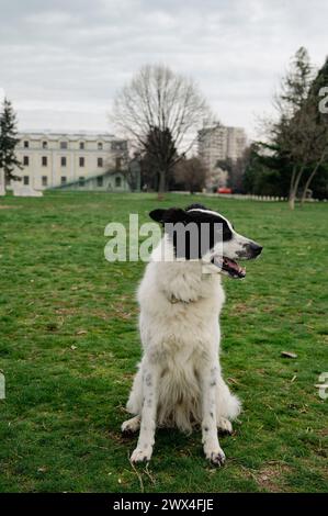 Chien noir et blanc Border Collie posant sur l'herbe dans le parc sortant de la langue bouche ouverte au soleil chaud Banque D'Images