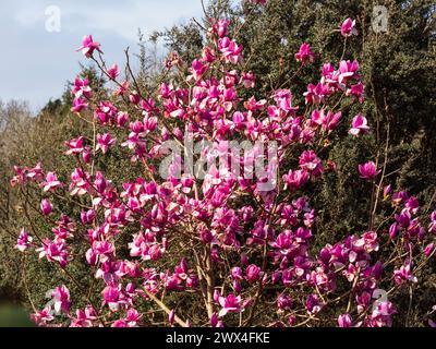 Fleurs rouge-rose de l'arbre à feuilles caduques ornementales à floraison printanière, Magnolia campbellii 'Margaret Helen' Banque D'Images