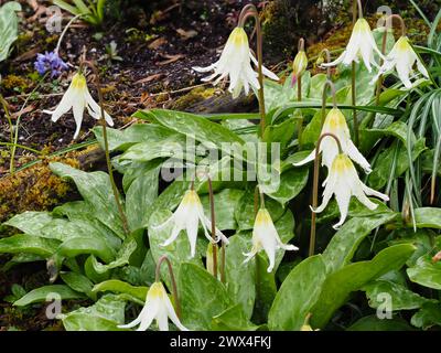 Pétales blancs réflexes du bulbe de lis de truite à floraison printanière précoce, Erythronium californicum 'White Beauty' Banque D'Images