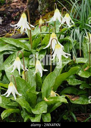 Pétales blancs réflexes du bulbe de lis de truite à floraison printanière précoce, Erythronium californicum 'White Beauty' Banque D'Images