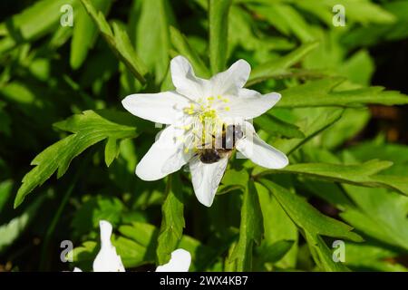 Fleur d'Anemonoides nemorosa (syn. Anemone nemorosa), anémone du bois. La femelle de l'hoverfly (Eristalis pertinax), famille des Syrphidae. Printemps, mars, Banque D'Images