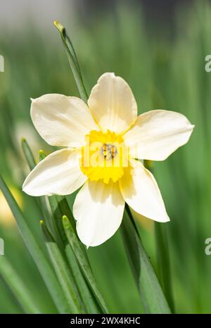 Narcisse Blooms Amaryllidaceae ,jonquille, jonquille. Jonquils, Paper White, Paper White, Tazettas Banque D'Images