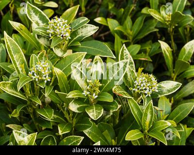 Veines blanches résultant des dommages causés par le soleil sur les feuilles de Skimmia japonica 'Wakehurst White' Banque D'Images