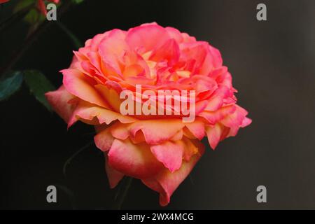 Gros plan d'une belle rose rose et orange Banque D'Images
