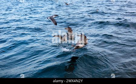 Mouettes volant et nageant. Nourrir les mouettes en mer. Banque D'Images