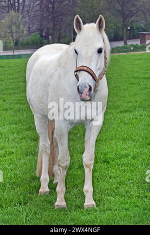 Der Andalusier aus Spanien Ein stolzer Andalusier ist eine aus Spanien stammende Pferderasse. Es ist eine sehr alte Pferderasse im barocken Typ, der hier auf einer Weide steht *** L'andalou d'Espagne Un andalou fier est une race de cheval originaire d'Espagne C'est une très ancienne race de cheval de type baroque, debout ici dans un pâturage Banque D'Images