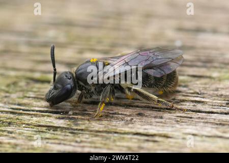 Gros plan extrême détaillé sur une abeille femelle à long visage, Lasioglossum punctatissimum assise sur du bois Banque D'Images
