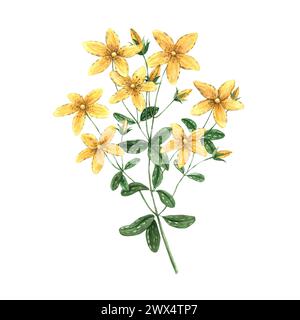 Aquarelle jaune Fleur de moût de Jean (tutsan). Illustration dessinée à la main sur fond isolé, adapté à la conception de menu, emballage, affiche, websit Banque D'Images