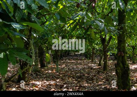 Une plantation de cacao en République Dominicaine. Banque D'Images