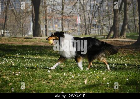 Black Tricolor Rough Collie se promène à l'extérieur dans le parc de printemps par jour ensoleillé et joue avec la balle. Chien Collie écossais drôle, Collie anglais à poil long a f Banque D'Images