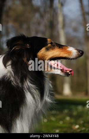 Black Tricolor Rough Collie se promène dans le parc de printemps par jour ensoleillé et pose. Chien Collie écossais drôle, Collie anglais à poil long reste dans la nature. Côté v Banque D'Images