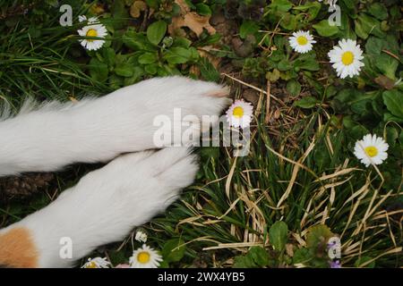 Deux pattes blanches à l'avant de la race de berger écossais - collie à poil long vue de dessus. Pattes d'un chien bien soigné dans une clairière verte dans le Banque D'Images