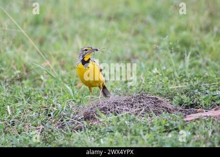 Longclaw à gorge jaune (Macronyx croceus) recueillant du matériel de nidification Banque D'Images