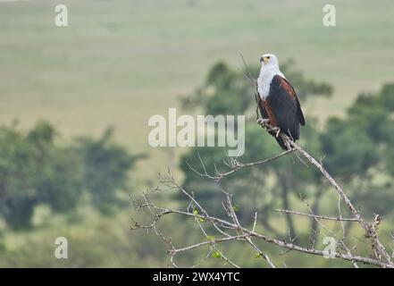 Aigle africain (Haliaeetus vocifer) perché au sommet d'un arbre Banque D'Images
